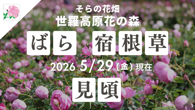 【広島／世羅】ばらが見ごろを迎えています　ローズ＆フラワーガーデン《そらの花畑世羅高原花の森》