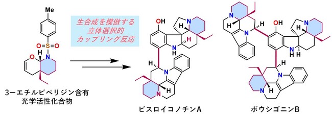 植物に含まれる複雑な天然物の完全化学合成に成功　―ビスロイコノチンAおよびボウシゴニンBを世界に先駆けて全合成―