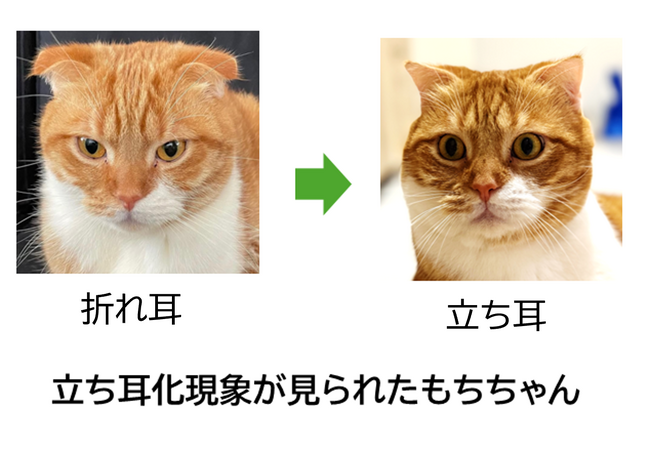 ～見た目は立ち耳でも、折れ耳関連変異を有する場合があることを確認～