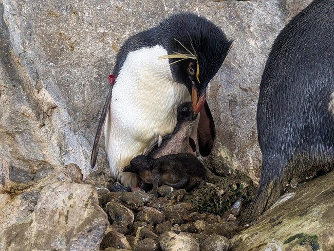 ペンギンの子育てシーズン到来 ！ のんほいパークへ、今だけの姿を見に来てください！