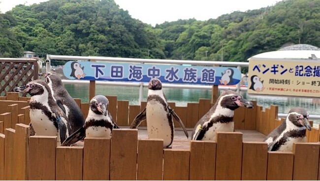 【下田海中水族館】大人気のペンギンイベント再開！～『ペンギンと記念撮影』『ペンギンの餌やり体験』～