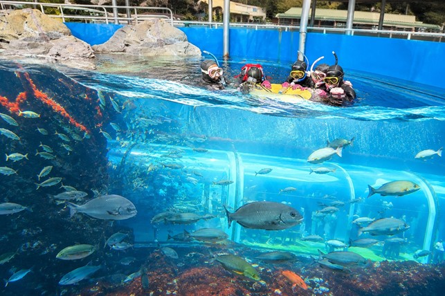 【下田海中水族館】6月から新プログラム開始　水族館の大水槽で伊豆の海を体感できる！『大水槽おさかなウォッチング』