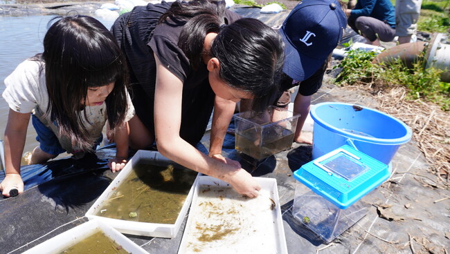 職員有志の手作り生態系「ビオトープ」 つくば市谷田部で子どもたちと生き物調査
