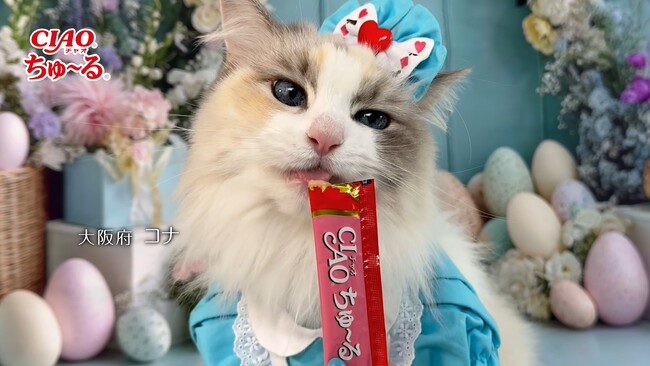 いなばペットフード　2026年春「CIAO ちゅ～る」新CM動画の第4弾を公開！全国の猫ちゃんが登場