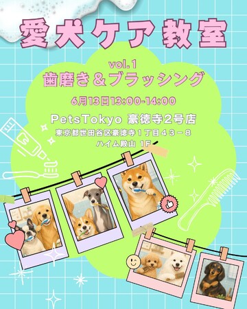 【PetsTokyo 豪徳寺2号店】愛犬ケア教室【歯磨き＆ブラッシング】を6月13日に開催します！