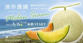 深作農園のメロンシーズンが本格スタート