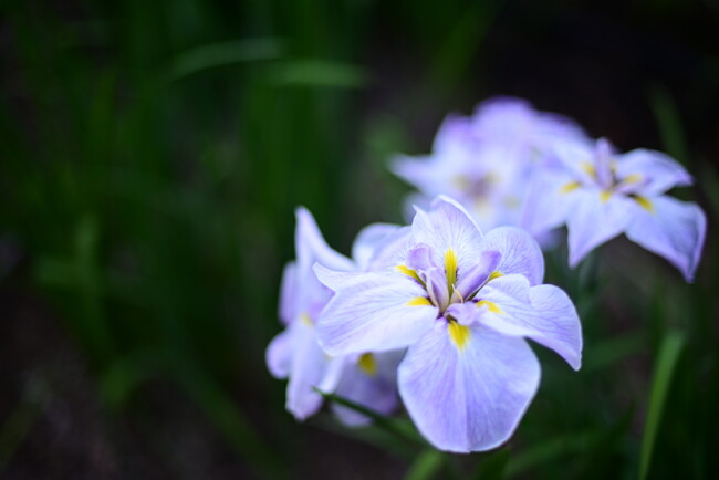 【埼玉県狭山市】智光山公園の花菖蒲園が美しい季節へ。6月6日・7日には「花菖蒲まつり」を開催!