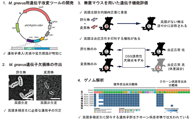 ヒト腸内細菌の遺伝子改変ツールを開発し、腸内定着と炎症制御に関わる腸内細菌因子の同定に成功