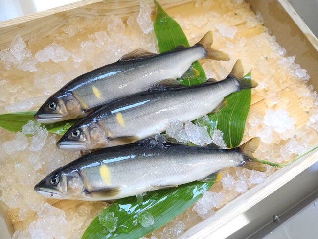 岐阜の鮎、いよいよ解禁!4つの清流の「天然鮎」が、産直通販サイト「ぎふまる」で購入できます!