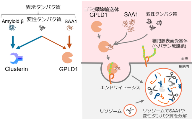 血清アミロイドAを分解へ導く血液中のゴミ掃除輸送体を発見～難病AAアミロイドーシスなどの新しい治療の土台～