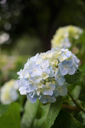 【埼玉県狭山市】新狭山・中原公園で今年も開催!6月14日(日曜日)は「あじさい祭り並びに国際交流の集い」