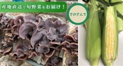 安全・安心のJGAP認証農場！静岡県藤枝市で農業を営む「さのさんち」の新鮮野菜が、ポイ活サイトPotatoに掲載開始