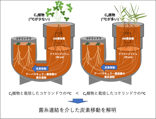 菌糸ネットワークを介した植物間の炭素移動を栽培実験で実証　―菌類を介した「植物間のエネルギー分配」の解明へ―