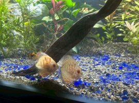 大型水槽のディスカス 大型水槽のディスカス