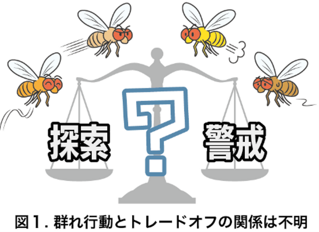 ハエの集団では個性の多様性がトレードオフを改善する　～個体間の活動性の違いが探索と警戒の両立性を高める～