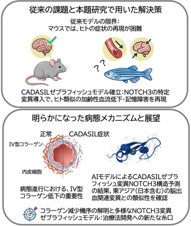 小さな魚「ゼブラフィッシュ」が難病解明の鍵に! ~若年性認知症「カダシル」の再現に成功~