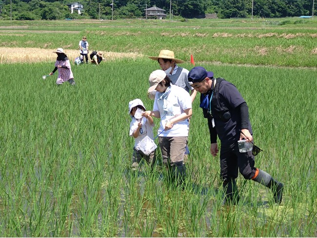 北杜市の田んぼで生き物調査 子どもたちと感じる生物多様性 6月28日(日)〔山梨 長野〕