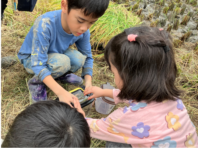 プレナス米文化継承活動　親子で学ぶ「田んぼの生きもの調査」開催　ー田んぼの生きもの観察から「食」「農」「生物多様性」を学ぶー