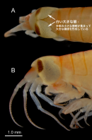 図2. オオメダマヨコエビの頭部(固定標本) A. 背面:巨大な左右の眼が背部で接している B. 側面:眼が頭部ほとんどを覆っている 出版社の許可を得て、当該論文から転載 図2. オオメダマヨコエビの頭部(固定標本) A. 背面:巨大な左右の眼が背部で接している B. 側面:眼が頭部ほとんどを覆っている 出版社の許可を得て、当該論文から転載
