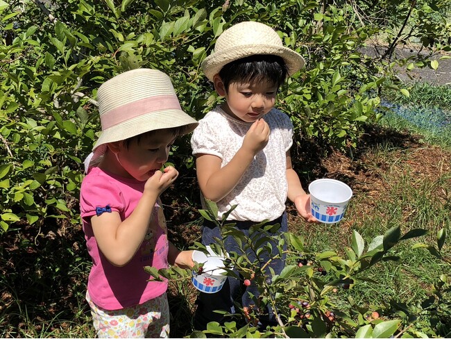 【JAF岐阜】家族や友人と夏の味覚を楽しむ「ブルーベリー摘み取り体験」を初開催します！