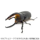サタンオオカブト サタンオオカブト