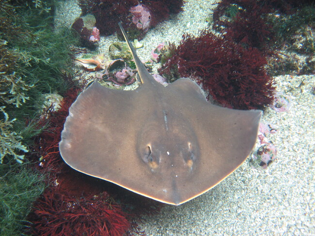【下田海中水族館】6月24日は空飛ぶ円盤記念日（UFOの日）!!