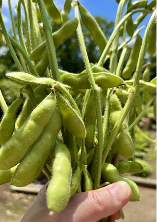 【埼玉県狭山市】暑い日には、これが食べたい！旬の香りと味を食卓へ。狭山市の自慢の枝豆の収穫が最盛期に！父の日のプレゼントにいかが？