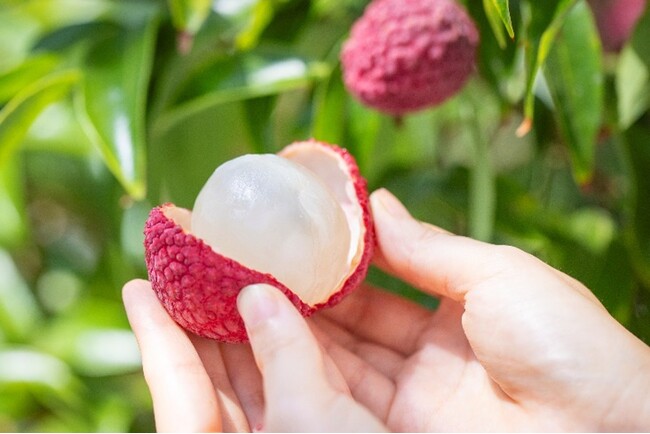 季節限定の贅沢果実 いちごポタジェの「宮崎市産 生ライチ」宮崎市のふるさと納税返礼品として受付開始