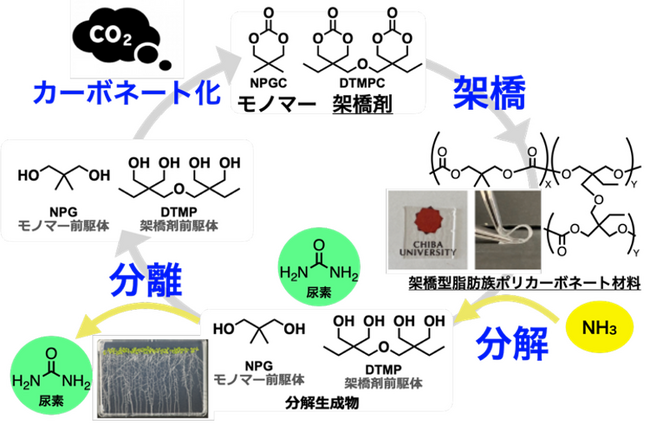 CO2から生まれ、肥料と原料へ還るプラスチックシステム～炭素と窒素を循環利用する新しい高分子資源循環系を実証～