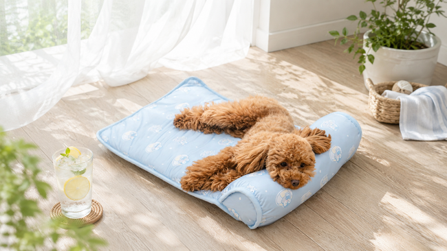 犬の熱中症、「室内でも気をつけてる？」暑さ対策に選ばれて累計販売5,500枚突破のひんやりペットマット「あごのせ涼眠マット」
