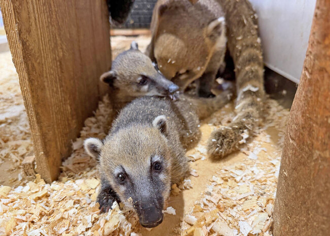 伊豆シャボテン動物公園が運営する屋内型ふれあい動物園「アニタッチ 東京ドームシティ」で、“長い鼻先とシマシマ尻尾が特徴のアライグマの仲間” アカハナグマの赤ちゃんが2頭誕生！