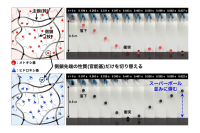 【弘前大学】スーパーボール並みに弾む高含水ゲル材料を開発―人工軟骨や水中でも使える衝撃吸収素材に向けた次世代スマート材料に期待―