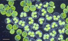 【大阪工業大学】緑藻「サガミボルボックス」新種として正式記載 琵琶湖など広域調査と核ゲノム解析から