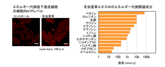 冬虫夏草エキスが代謝低下した表皮細胞の機能を改善