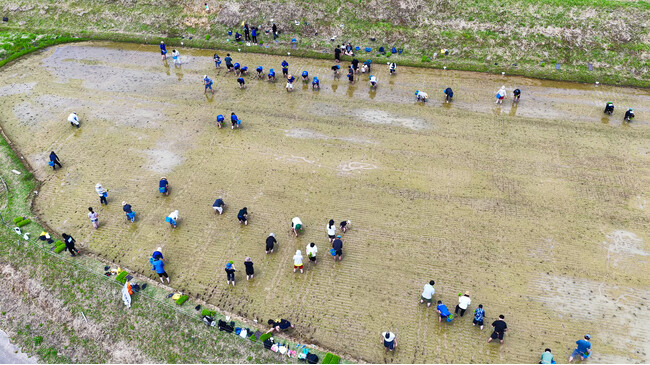 ヤマタネとARTH、長坂の棚田（富山県氷見市）で地域活性化に向けた取り組みを本格始動
