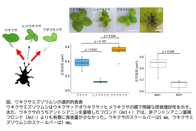 ウキクサを食べる虫の”選り好み”-日本に生育する３種のウキクサに対するウキクサミズゾウムシの摂食嗜好性を解明-