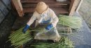 伝統工芸からむし織り｜収穫からからむし引きまで一日体験