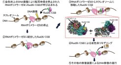 染色体上で遺伝子読み取りとDNA修復をつなぐ分子機構を解明 ―DNA修復を助ける染色体リモデリング装置の構造を解明―