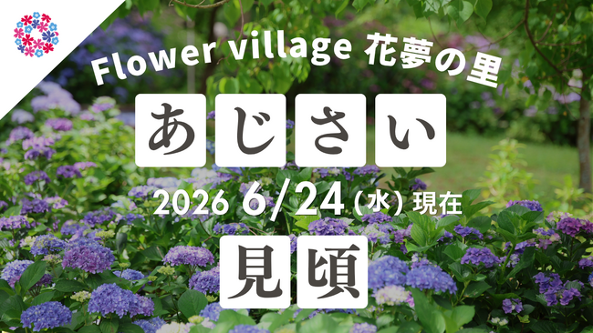 【広島／世羅】あじさいが見ごろです　あじさいとタチアオイの丘《Flower village 花夢の里》