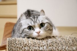 展示作品：むぎめし家