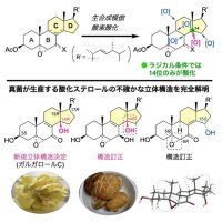 【大阪工業大学】キノコの効能に関わる分子を解明 希少な酸化ステロールの人工合成に成功