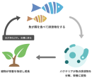 ・アクアポニックスの循環イメージ:魚の排泄物をバクテリアが分解し、植物が栄養として吸収。浄化された水が水槽へ戻る循環型の生産モデルです。 ・アクアポニックスの循環イメージ:魚の排泄物をバクテリアが分解し、植物が栄養として吸収。浄化された水が水槽へ戻る循環型の生産モデルです。