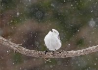 北海道の自然写真が札幌・チカホに集結　第9回年間グランプリ展を10月開催、井上浩輝氏が新審査員に