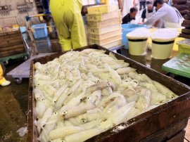 水揚げされた『前どれひいか』 水揚げされた『前どれひいか』