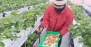 イチゴの摘み取り作業 イチゴの摘み取り作業