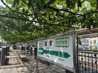 【日本でここだけ！】「駅ホームのぶどう園」色とりどりの笠をまとって成長中！