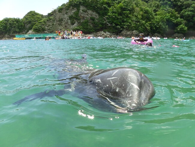 日本で唯一、くじらと一緒に泳げる海水浴場 太地町「くじらに出会える海水浴場」を今夏開催