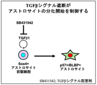 海馬アストロサイトの分化開始を制御する仕組みを解明―正常グリア発生と脳腫瘍形成が共有する分子機構―