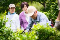 生産者の平均年齢75歳 後継者ほぼゼロ　消えゆく阿波晩茶　若者の収穫体験5年で4倍　阿波晩茶 収穫体験ツアー7/24～26開催