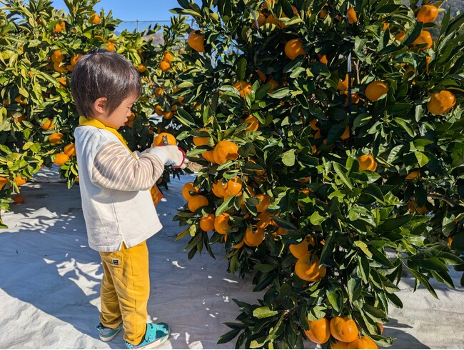 和歌山の優良品種「ゆら早生」を海南市下津町で食べ放題 藤原農園が秋限定のみかん狩り収穫体験を開催